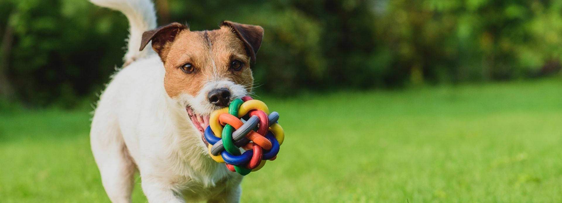 หมามองเห็นสีอะไร เรื่องเล็ก ๆ ที่ส่งผลต่อการเลี้ยงแบบไม่รู้ตัว